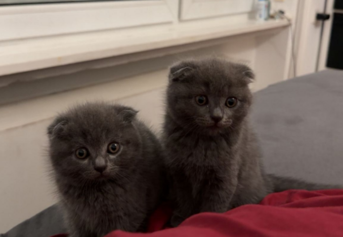 BKH / SCOTTISH FOLD MIX