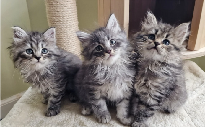 Sibirische Kätzchen