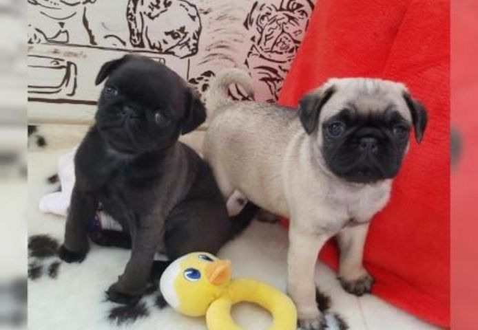 Perfekte Reinrassige Mops Welpen 10 Wochen Alt :-)