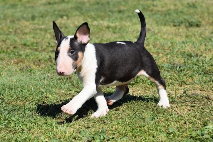Miniatur Bullterrier Welpe