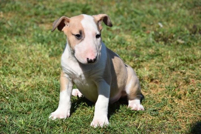 Miniatur Bullterrier Welpe