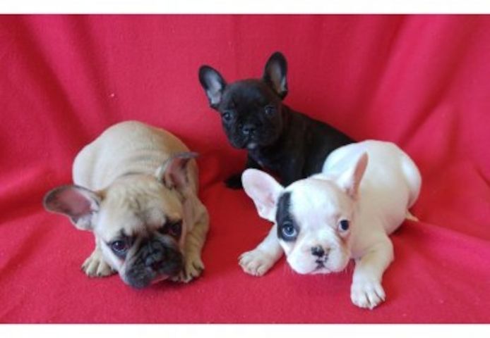 Bildschöne- Französische -Bulldoggen++++