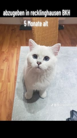 Britisch Kurzhaar Kater BLUE eyes 5 Monate