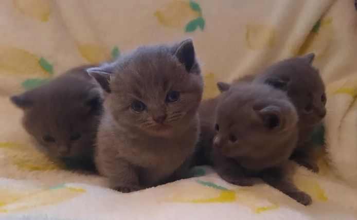 Britisch Kurzhaar-Kätzchen