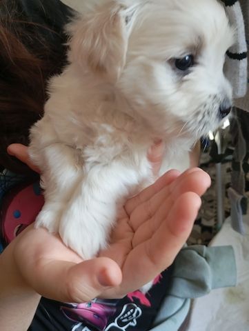 In gute Hände abzugeben