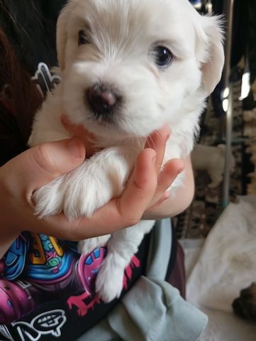 In gute Hände abzugeben