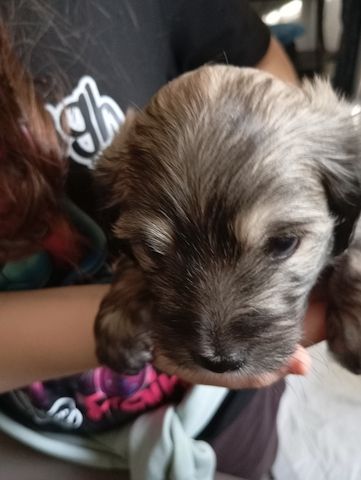 In gute Hände abzugeben