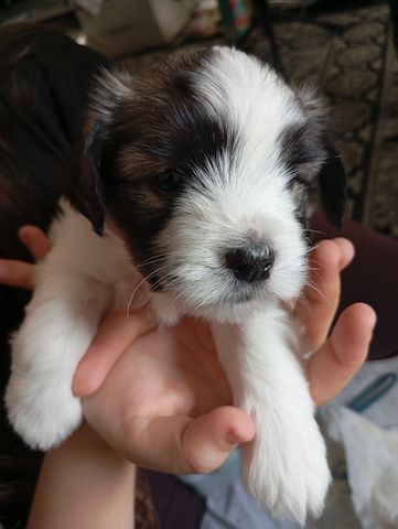 In gute Hände abzugeben