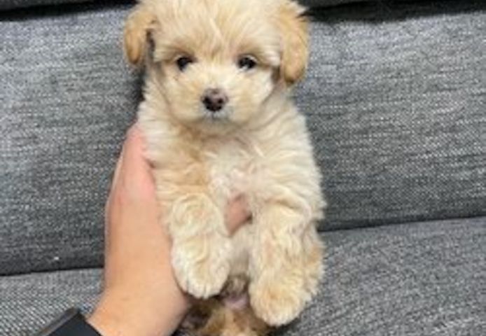 Maltipoo-Welpen abzugeben