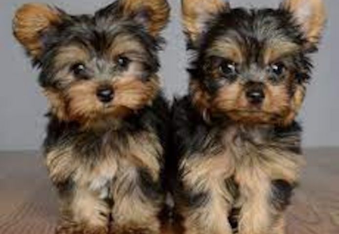Mini Yorkshire-Terrier-Welpen