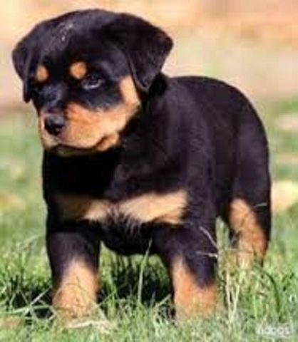 Pedigree Rottweiler Welpen Reine Rasse