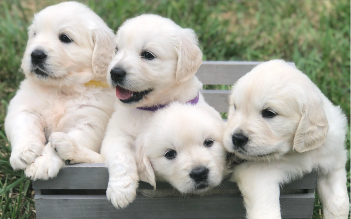 Gesunde Golden Retriever Welpen für Sie.