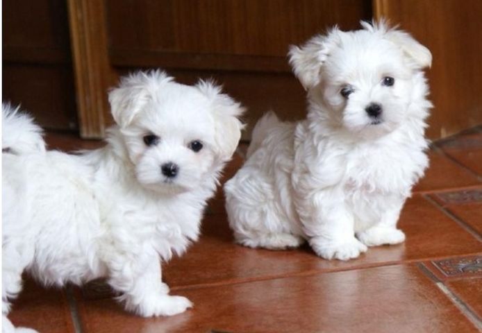 Süße Malteser welpen.