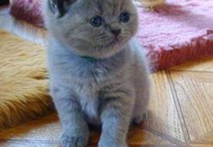 BRITISCH KURZHAAR KATZEN suchen ein neues Zuhause.