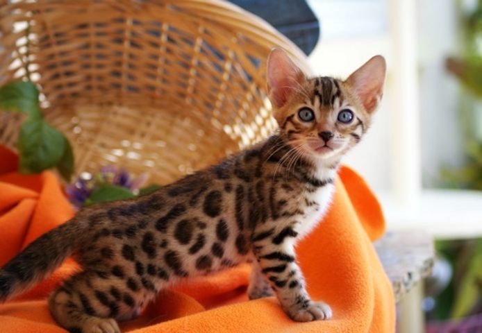 Gesunde Bengal katzen