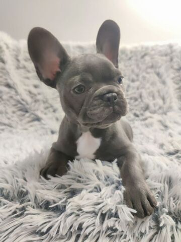 Französische Bulldoggenwelpen, bereit für ein liebevolles Zuhause.
