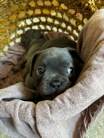 Französische Bulldoggenwelpen, bereit für ein liebevolles Zuhause.