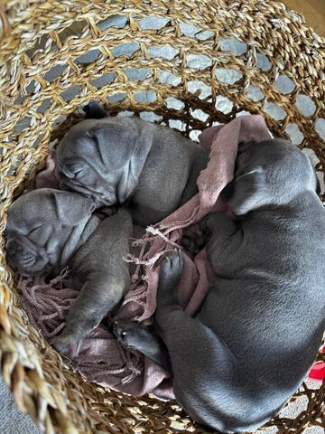 Französische Bulldoggenwelpen, bereit für ein liebevolles Zuhause.