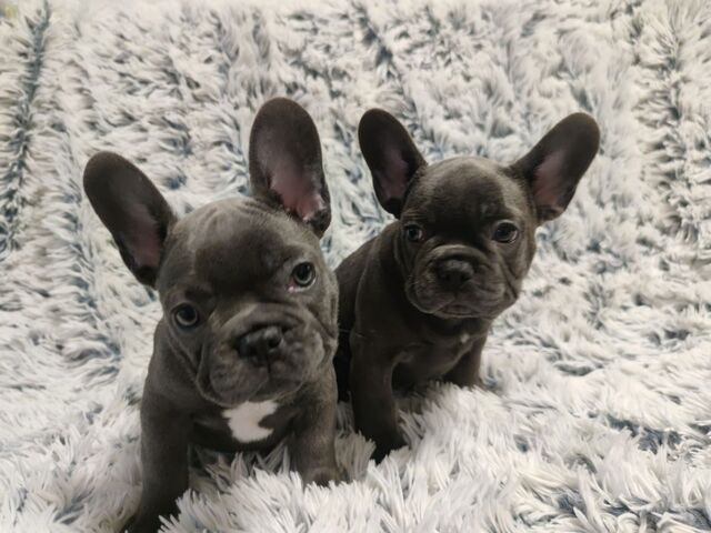 Französische Bulldoggenwelpen, bereit für ein liebevolles Zuhause.