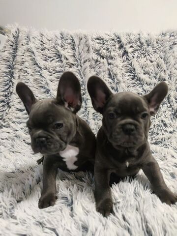 Französische Bulldoggenwelpen, bereit für ein liebevolles Zuhause.