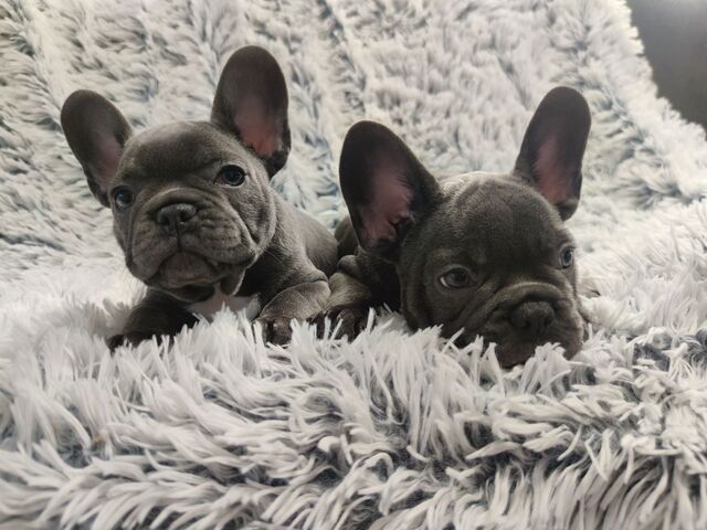 Französische Bulldoggenwelpen, bereit für ein liebevolles Zuhause.