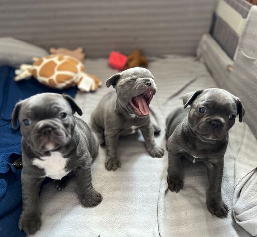 Französische Bulldoggenwelpen, bereit für ein liebevolles Zuhause.