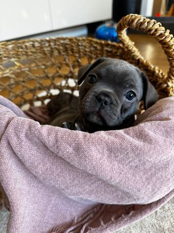 Französische Bulldoggenwelpen, bereit für ein liebevolles Zuhause.