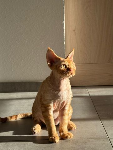 Devon Rex Kater 6 Monate alt