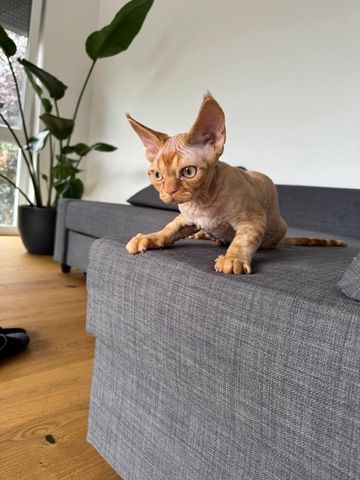 Devon Rex Kater 6 Monate alt