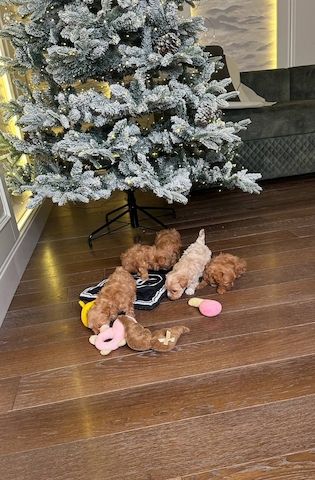 Maltipoo puppies for adoption for a little fee