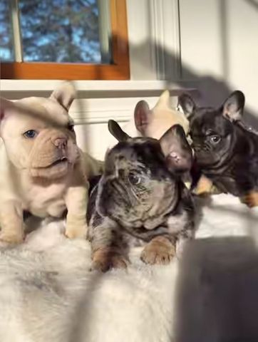 Reinrassige Französische Bulldogge Welpen