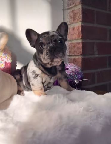 Reinrassige Französische Bulldogge Welpen