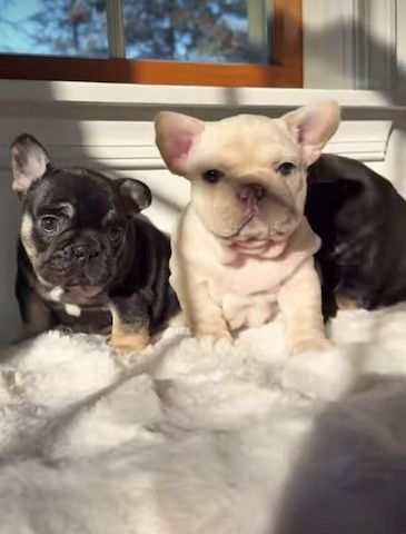 Reinrassige Französische Bulldogge Welpen