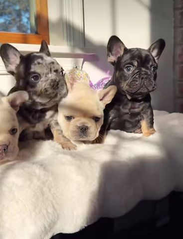 Reinrassige Französische Bulldogge Welpen