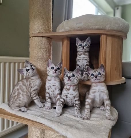 Reinrassige Bengal Kätzchen Abzugeben