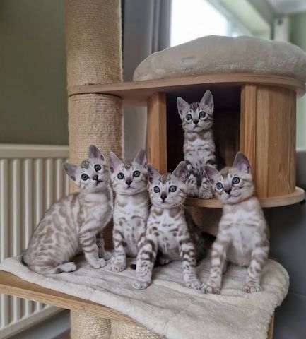 Reinrassige Bengal Kätzchen Abzugeben