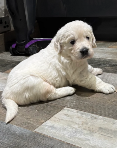 Wunderschöne, reinrassige Golden-Retriever-Welpen (AKC-registriert)