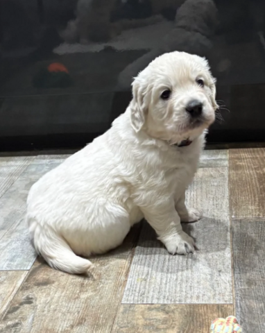 Wunderschöne, reinrassige Golden-Retriever-Welpen (AKC-registriert)