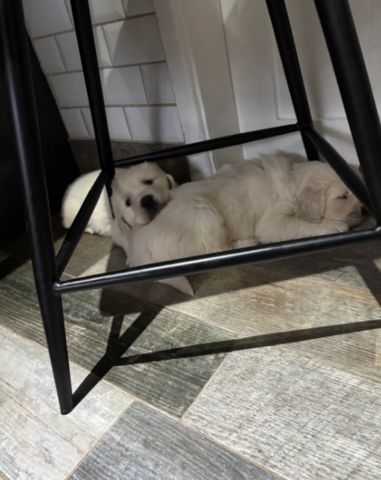 Wunderschöne, reinrassige Golden-Retriever-Welpen (AKC-registriert)