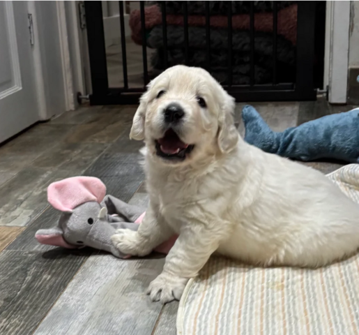 Wunderschöne, reinrassige Golden-Retriever-Welpen (AKC-registriert)
