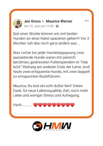 Professionelles Hundetraining – Persönlich oder auch via Video