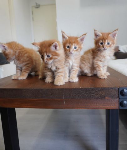 *AKTIV* Riverbrue Maine Coon Katze