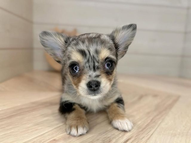 Chihuahua-Welpe zur Adoption