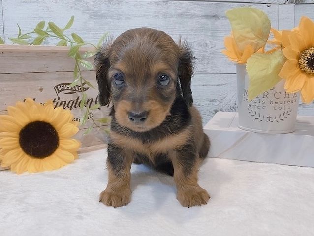 Dackelwelpe zur Adoption