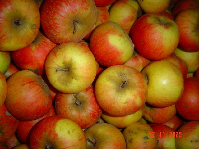 Natur Äpfel 2025