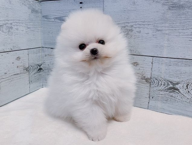 Pomeranian-Welpe zur Adoption