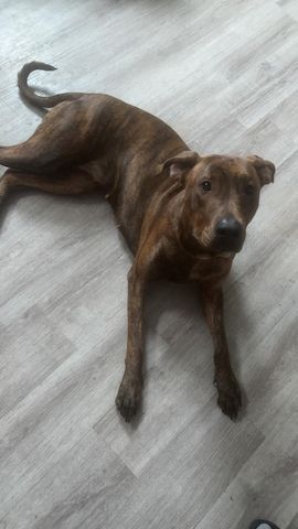 Liebe Bounty Sucht ein schönes neues liebevolles zu Hause