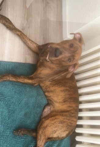 Liebe Bounty Sucht ein schönes neues liebevolles zu Hause