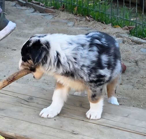 Niedliche Australian Shepherd Welpen suchen ein neues Zuhause.