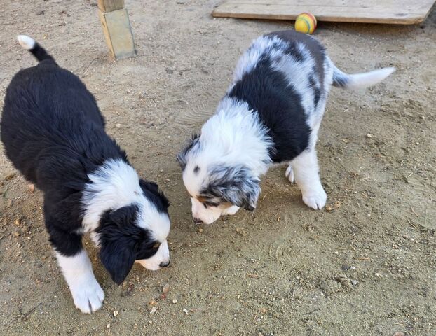 Niedliche Australian Shepherd Welpen suchen ein neues Zuhause.
